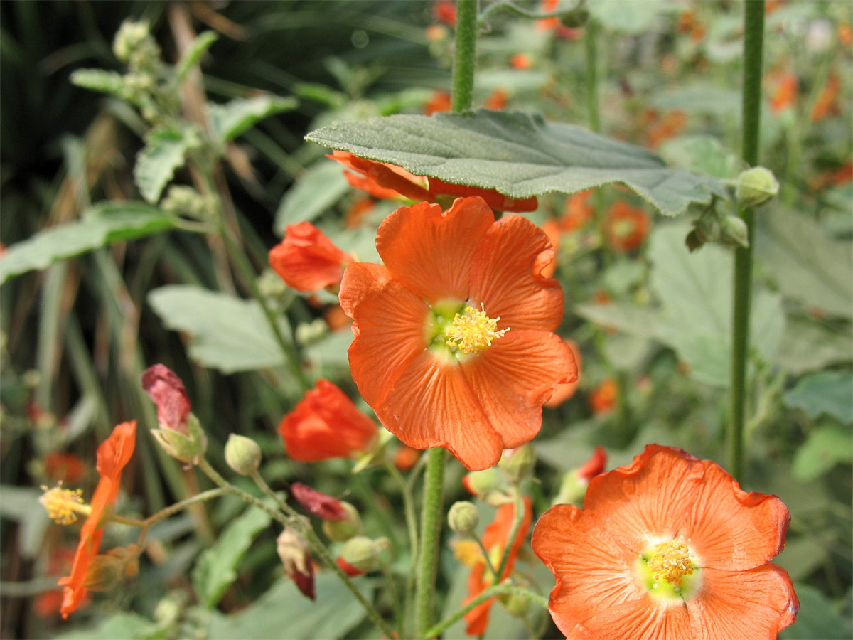 Image of Sphaeralcea angustifolia specimen.