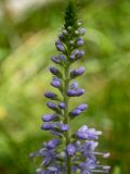 Veronica longifolia