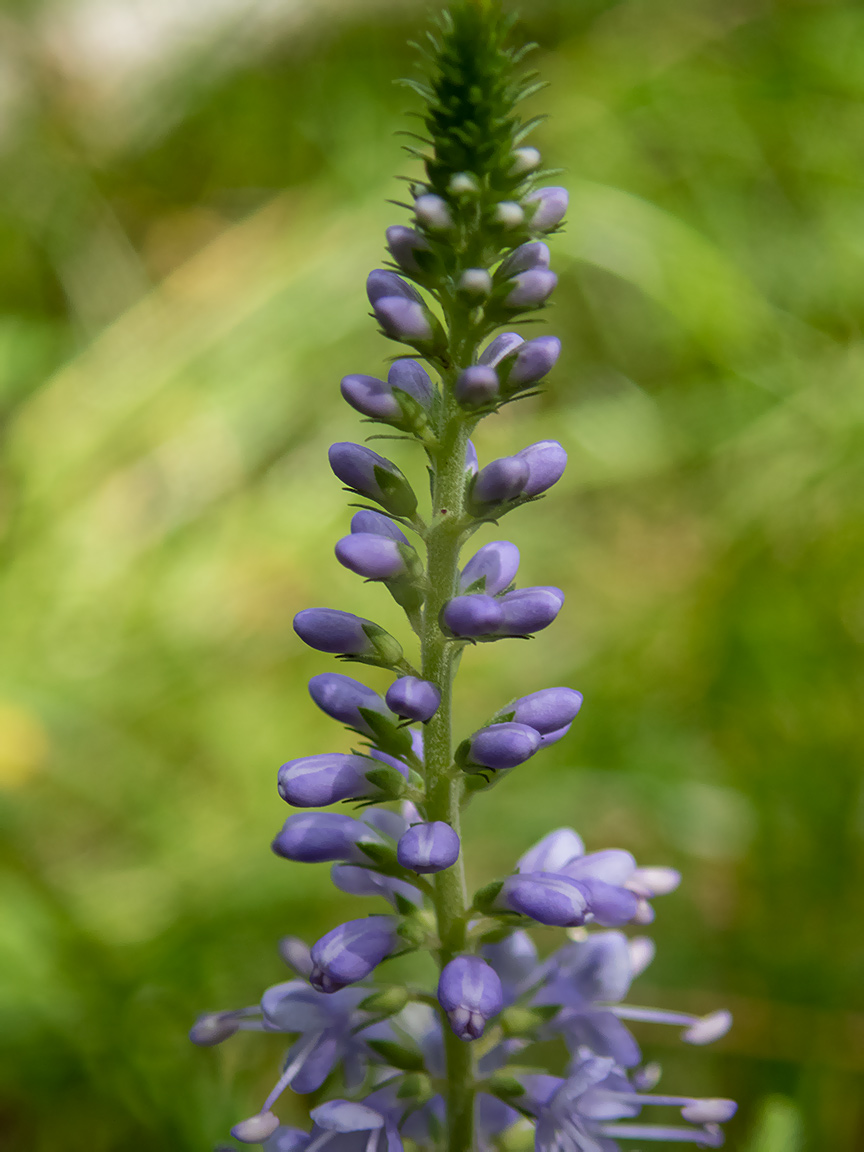 Изображение особи Veronica longifolia.