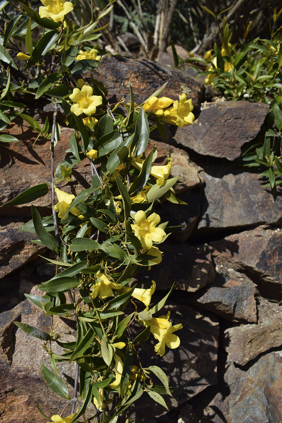 Изображение особи Gelsemium sempervirens.