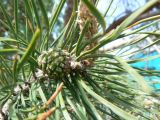 Pinus sylvestris. Верхушка побега с развивающейся шишкой и молодым приростом. Хабаровский край, Хабаровский р-н, Большой Уссурийский остров, в культуре. 17.05.2020.