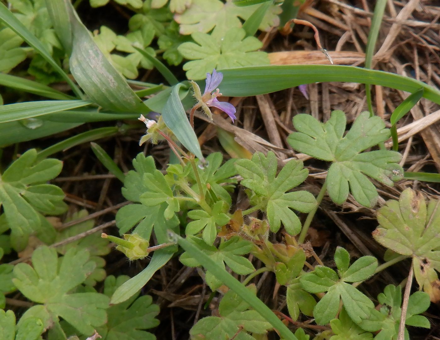 Изображение особи род Geranium.