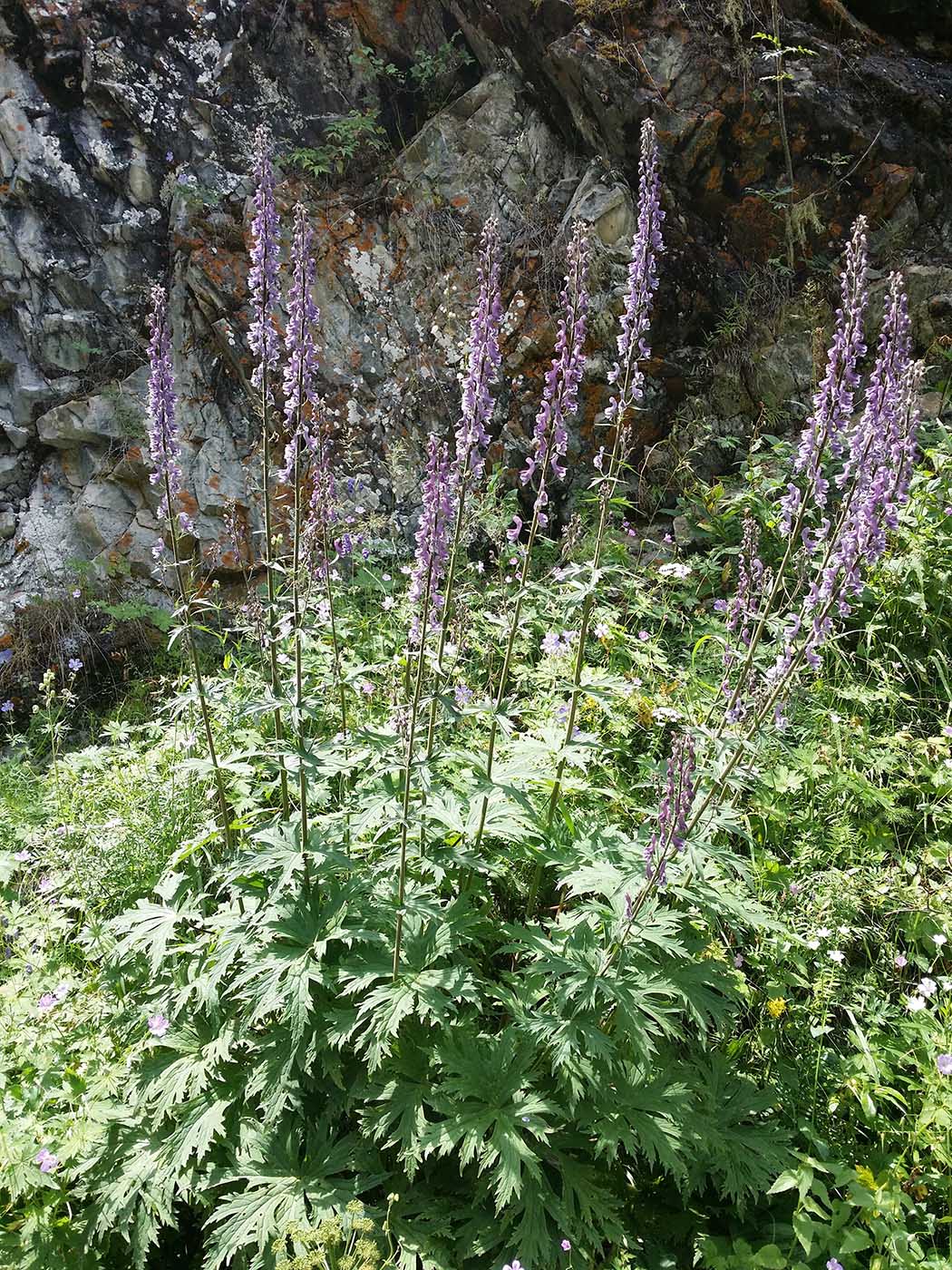 Изображение особи Aconitum leucostomum.