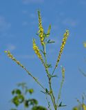 Melilotus officinalis
