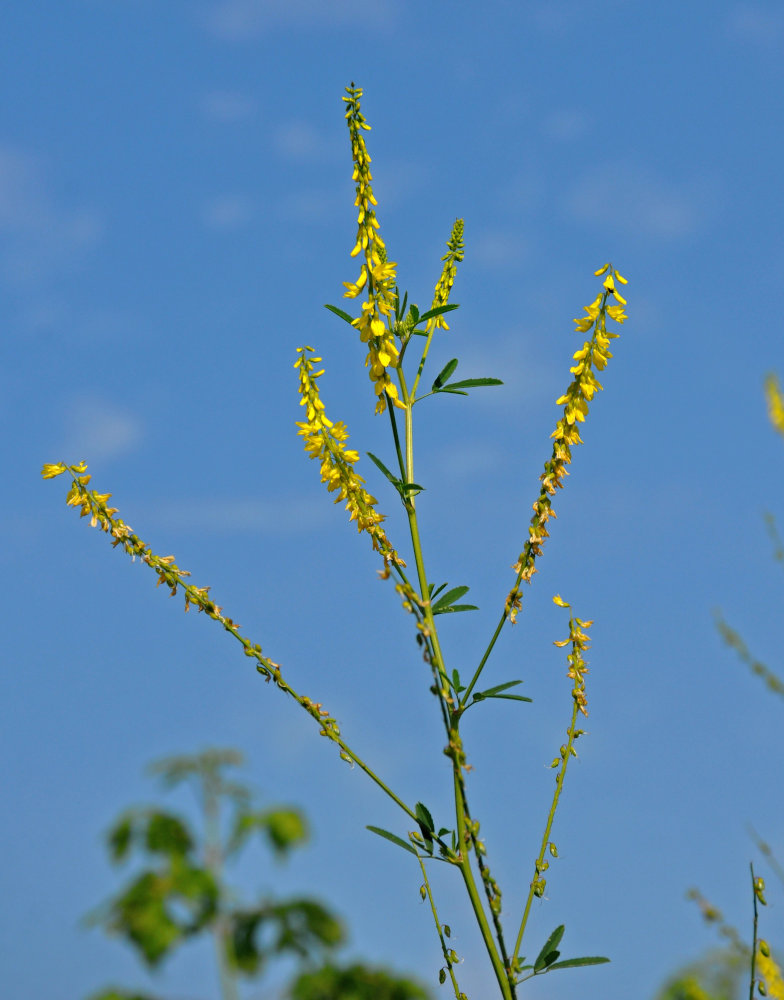 Изображение особи Melilotus officinalis.