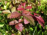 Rubus arcticus. Листья в осенней окраске. Архангельская обл., Устьянский р-н, окр. дер. Акичкин Починок, лес на краю верхового болота Круглое. 12.08.2006.