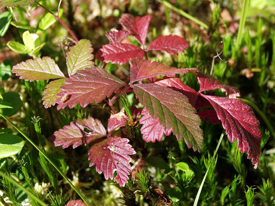 Image of Rubus arcticus specimen.