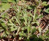 Antennaria dioica