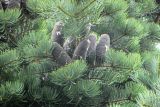 Abies concolor