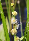 Sparganium japonicum