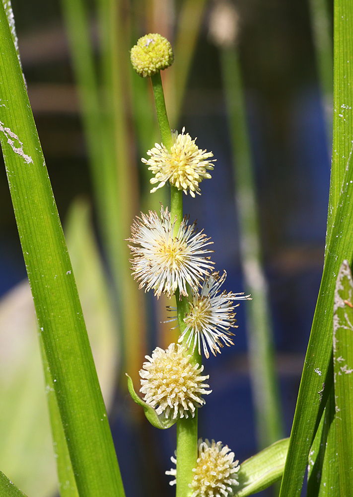 Image of Sparganium japonicum specimen.