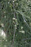 genus Calligonum