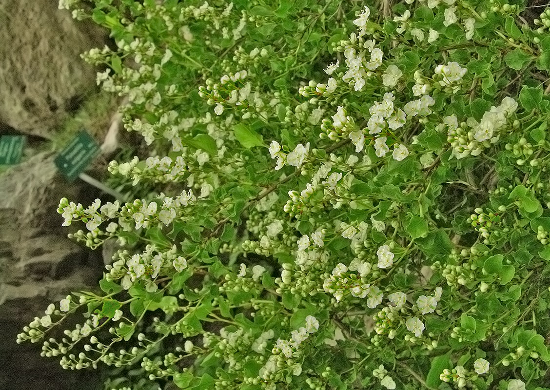 Image of Atraphaxis caucasica specimen.