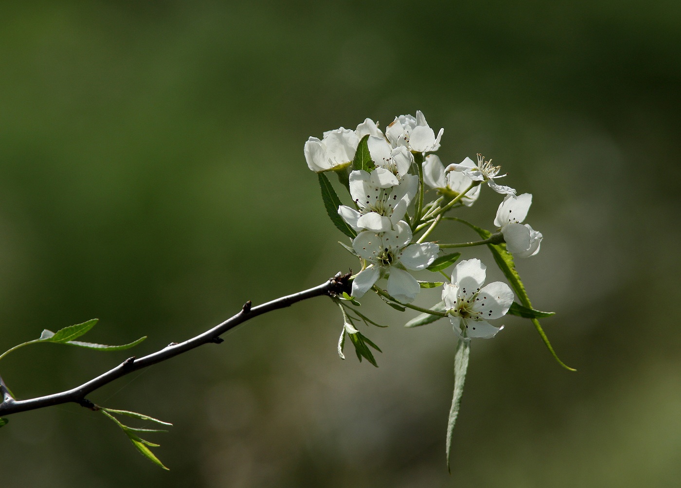 Изображение особи Pyrus regelii.