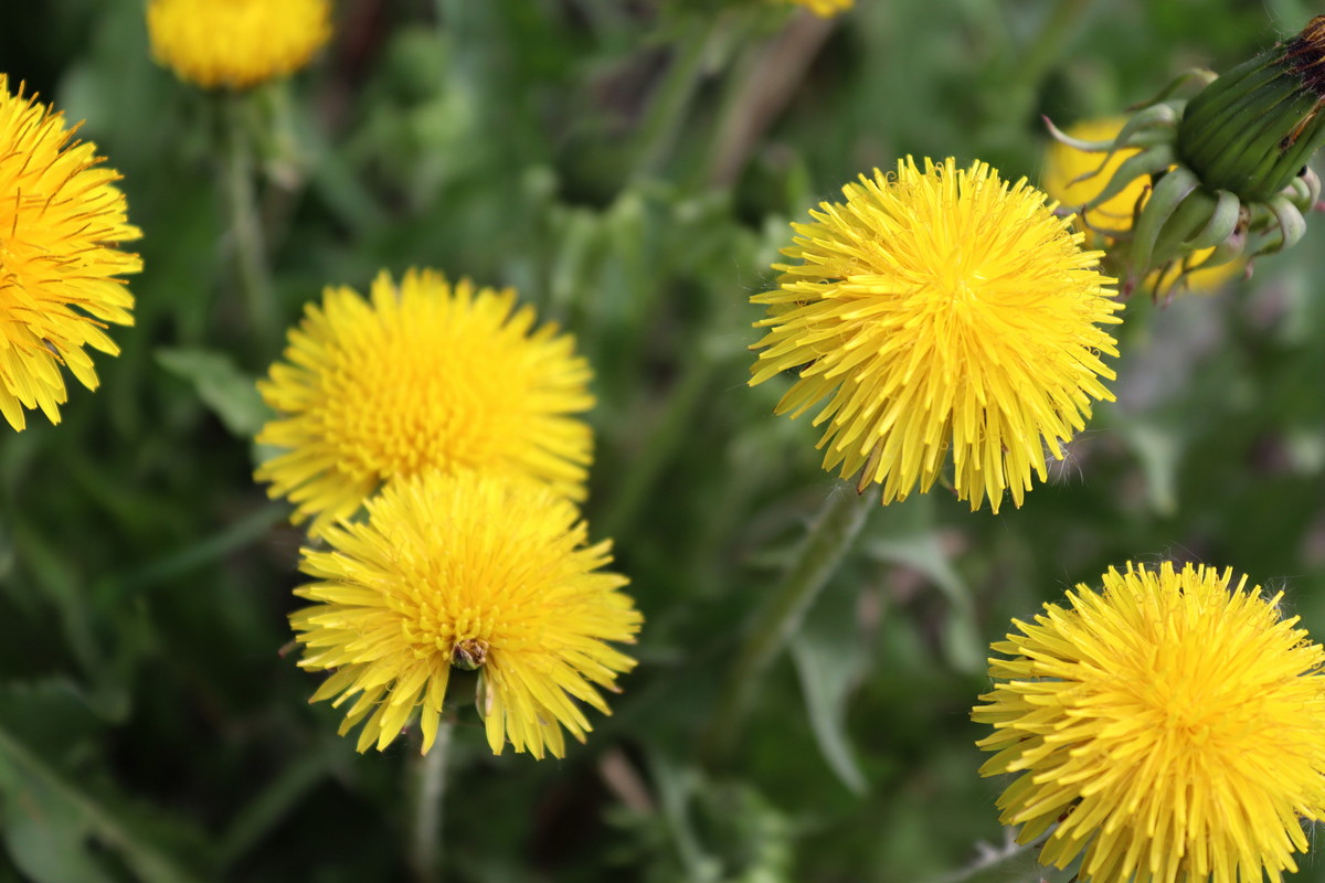 Изображение особи Taraxacum officinale.