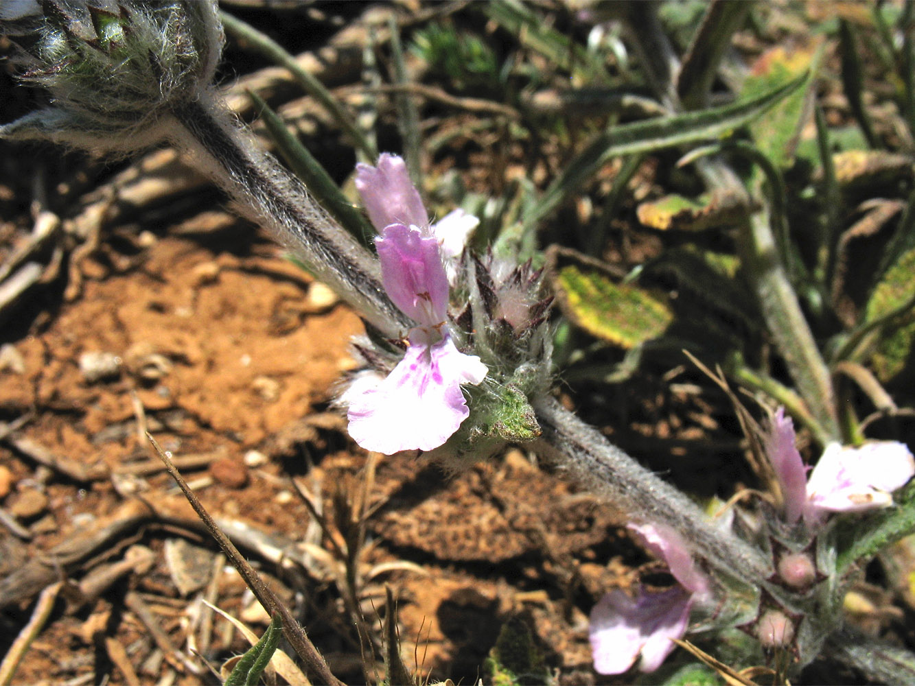 Image of Stachys cretica ssp. smyrnaea specimen.