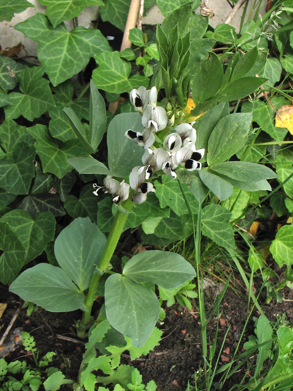 Изображение особи Vicia faba.