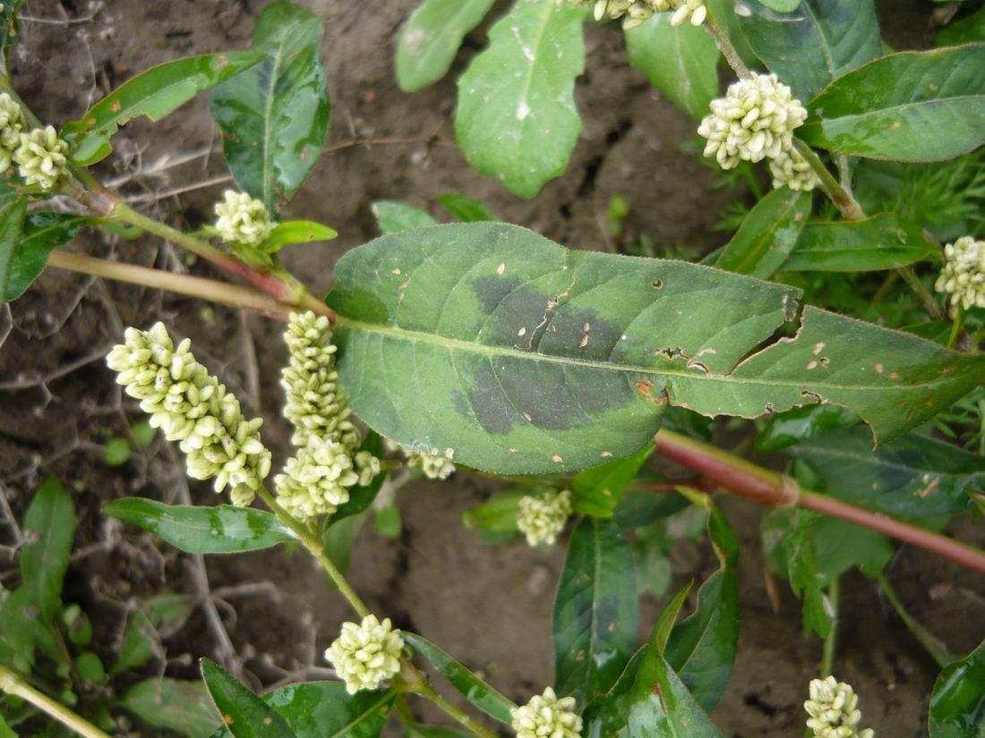 Image of Persicaria lapathifolia specimen.