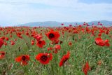 Papaver pavoninum. Аспект цветущих растений. Узбекистан, подгорная равнина у северного подножия хребта Нуратау (Фаришская степь). 19.05.2009.