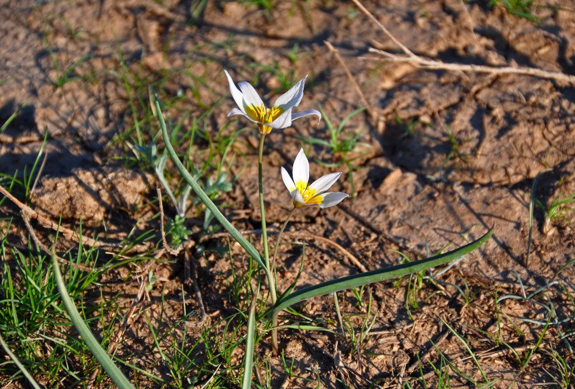 Image of Tulipa patens specimen.