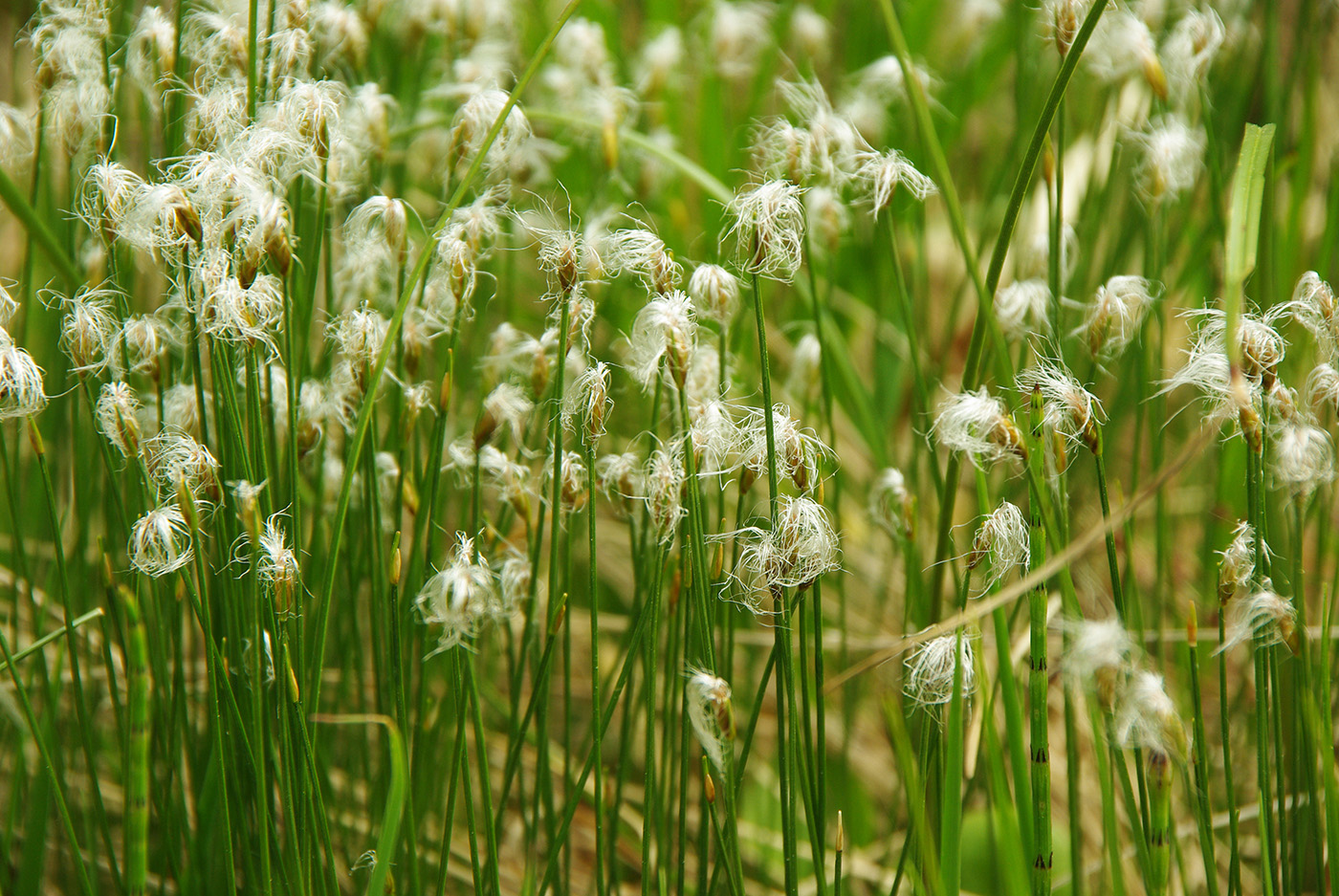 Изображение особи Trichophorum alpinum.