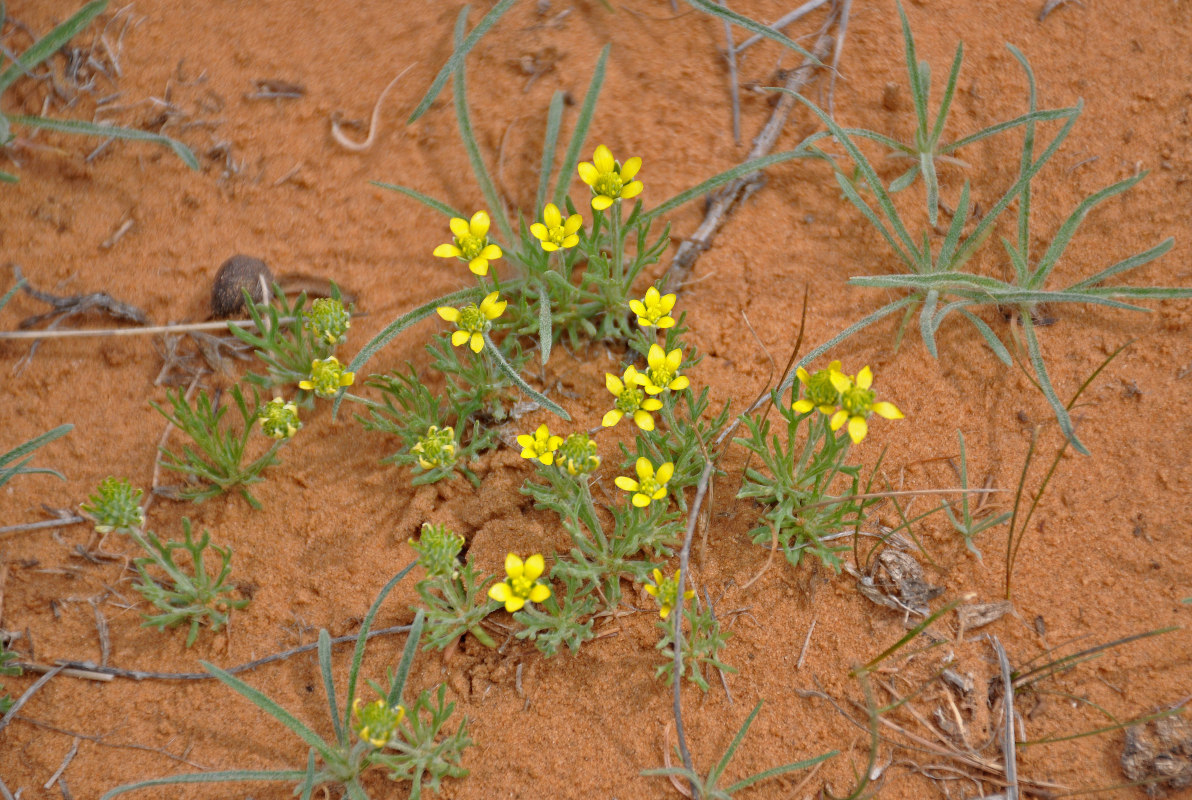 Image of genus Ceratocephala specimen.