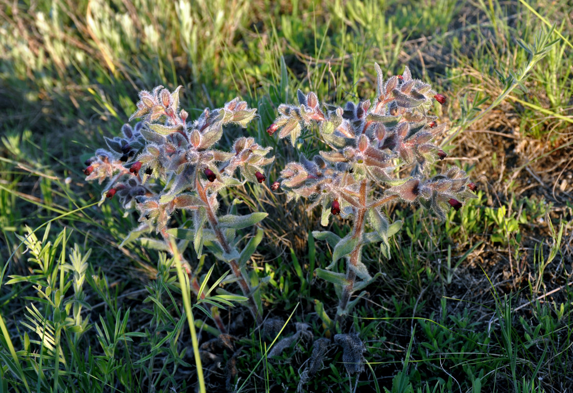 Image of Nonea rossica specimen.