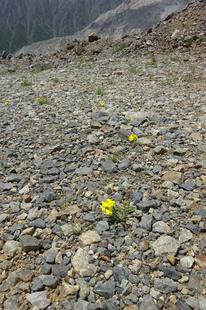 Image of Erysimum meyerianum specimen.