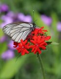 Lychnis chalcedonica