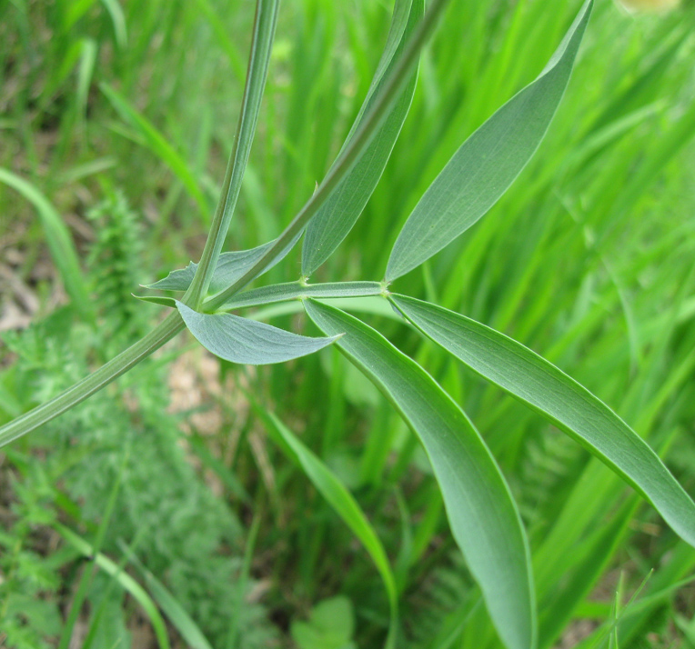 Image of Lathyrus lacaitae specimen.