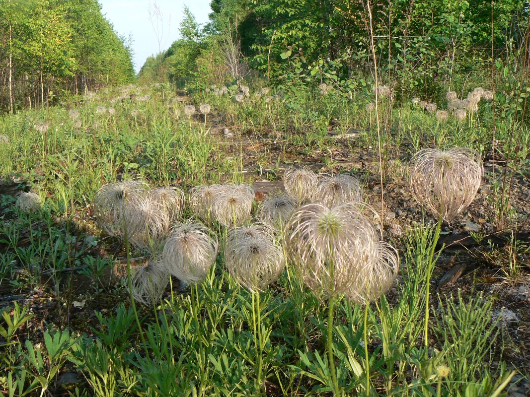 Изображение особи Pulsatilla dahurica.