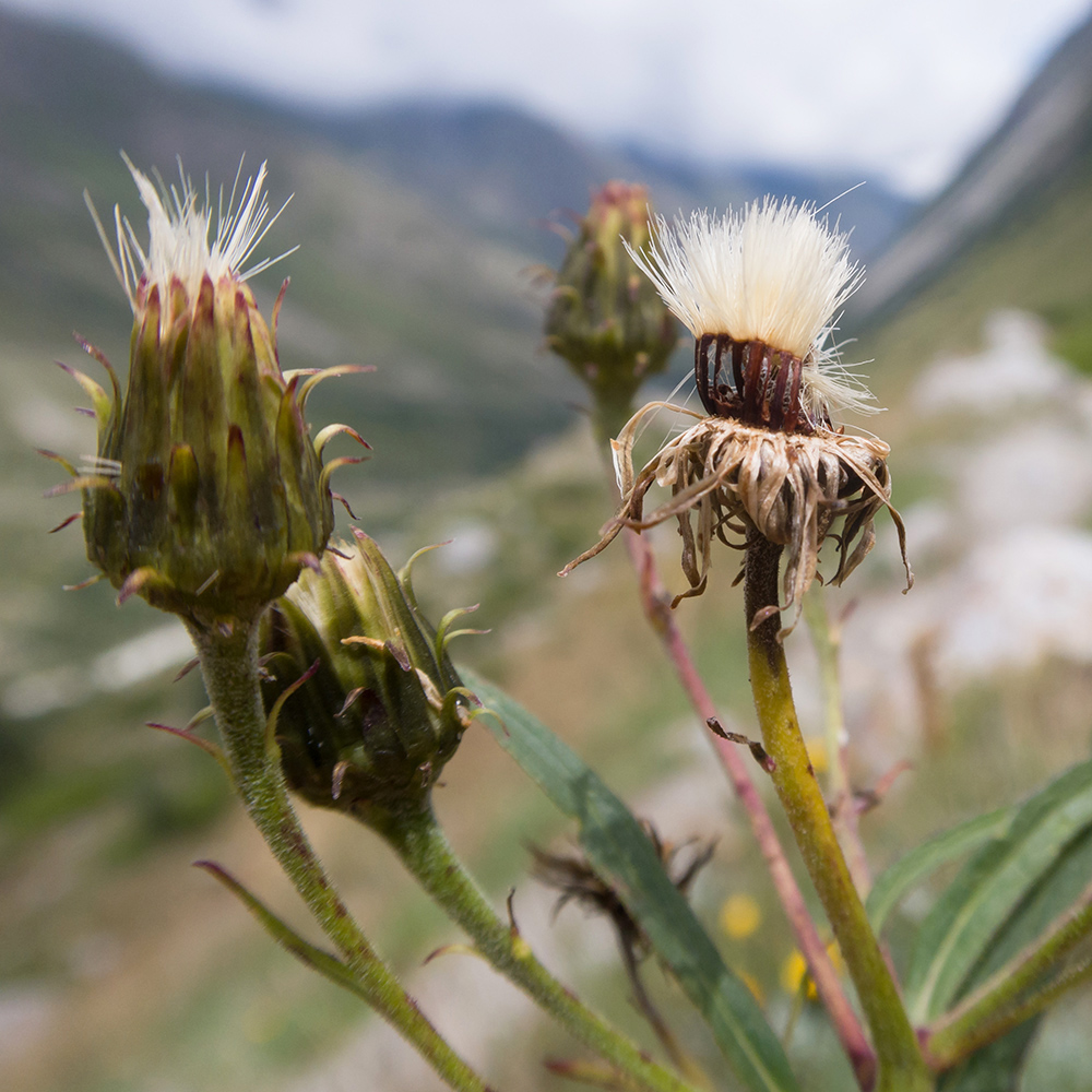 Image of genus Hieracium specimen.