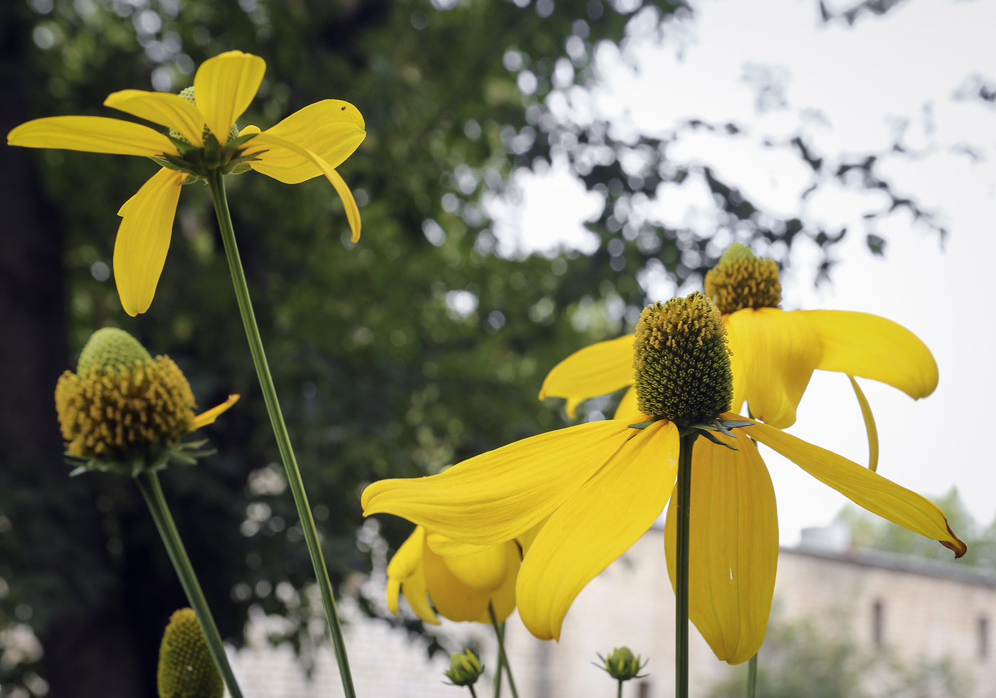 Изображение особи Rudbeckia laciniata.