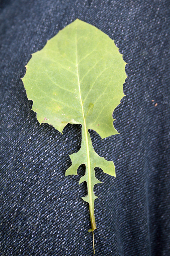 Image of Cicerbita racemosa specimen.