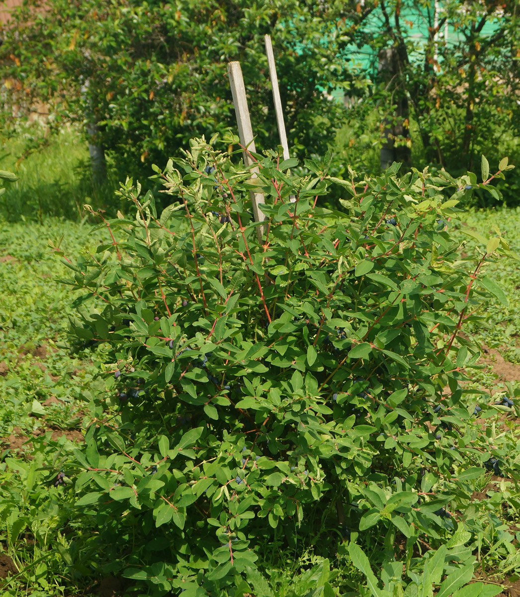 Image of Lonicera edulis specimen.