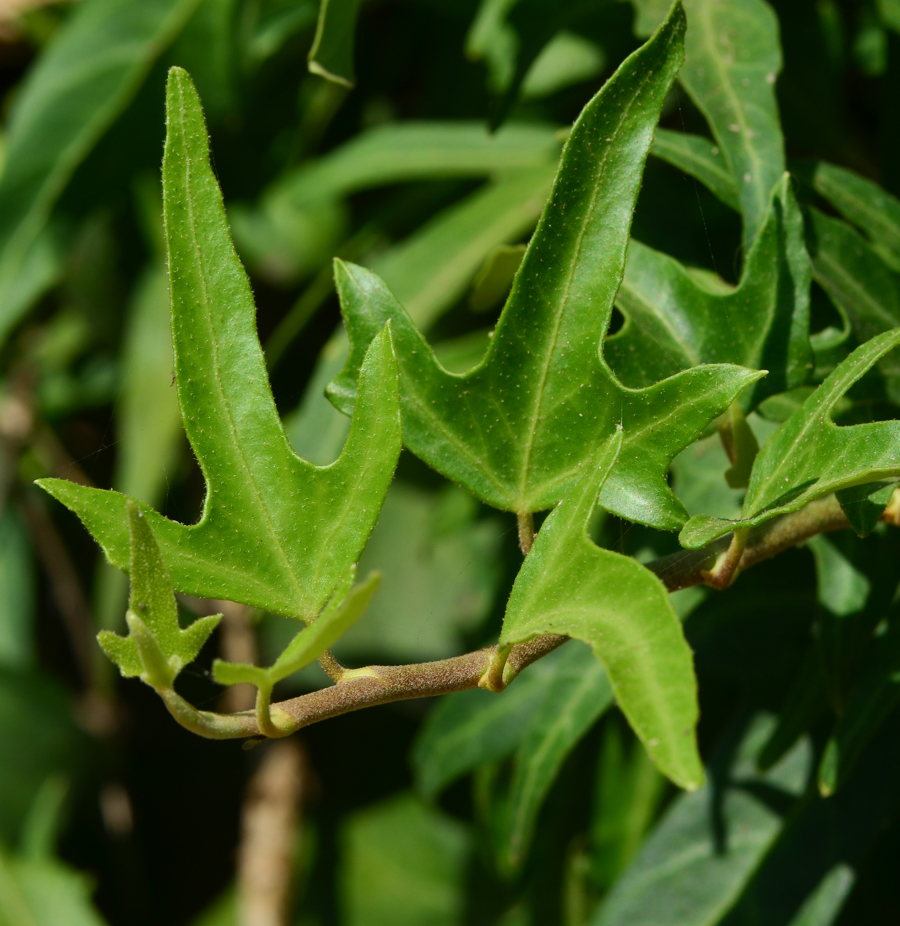 Image of Hedera helix specimen.