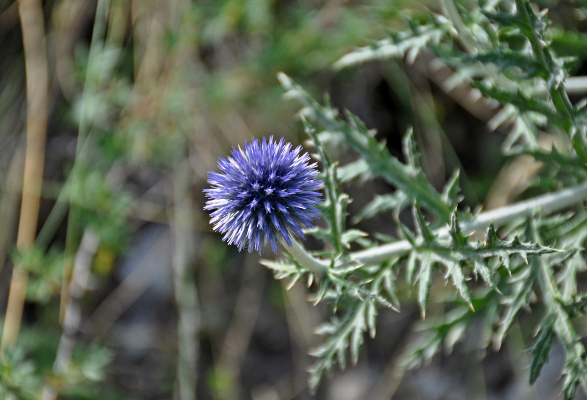 Изображение особи Echinops davuricus.