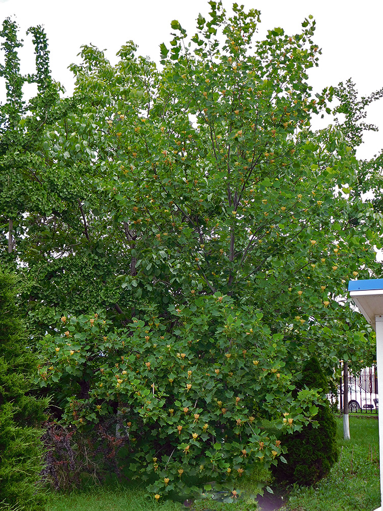 Image of Liriodendron tulipifera specimen.