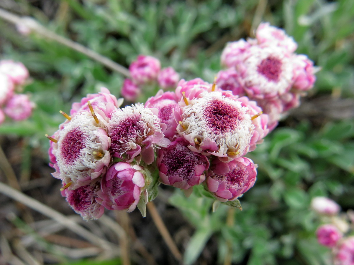 Изображение особи Antennaria dioica.