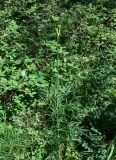 Cenolophium denudatum. Расцветающее растение. Алтайский край, окр. г. Белокуриха, опушка смешанного леса. 08.07.2021.