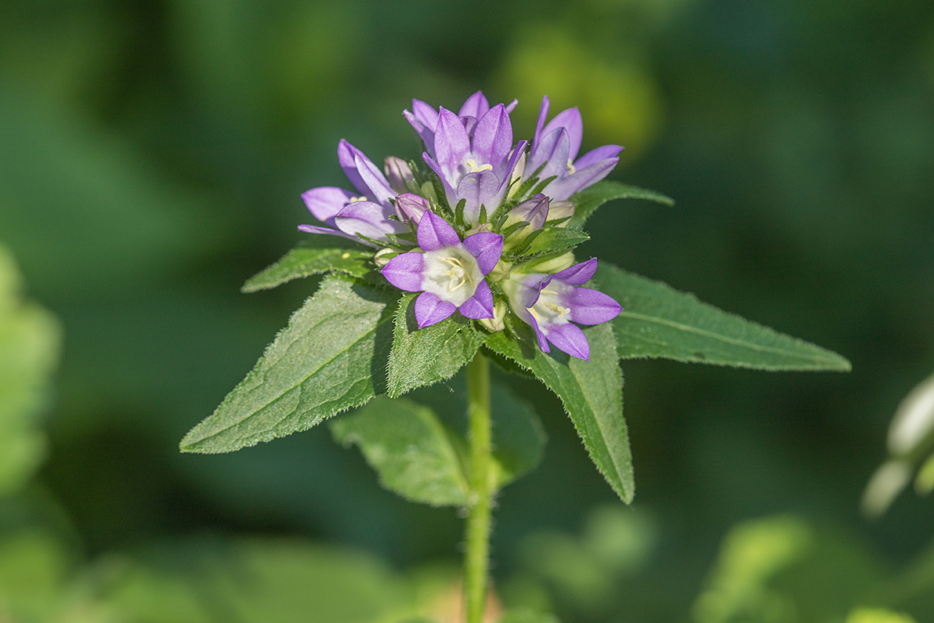 Изображение особи Campanula maleevii.