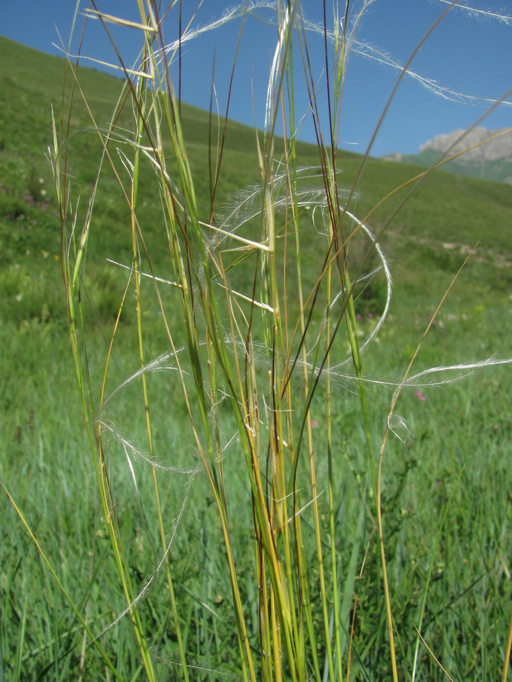 Изображение особи род Stipa.