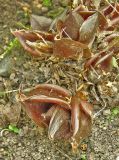 Corydalis ellipticarpa