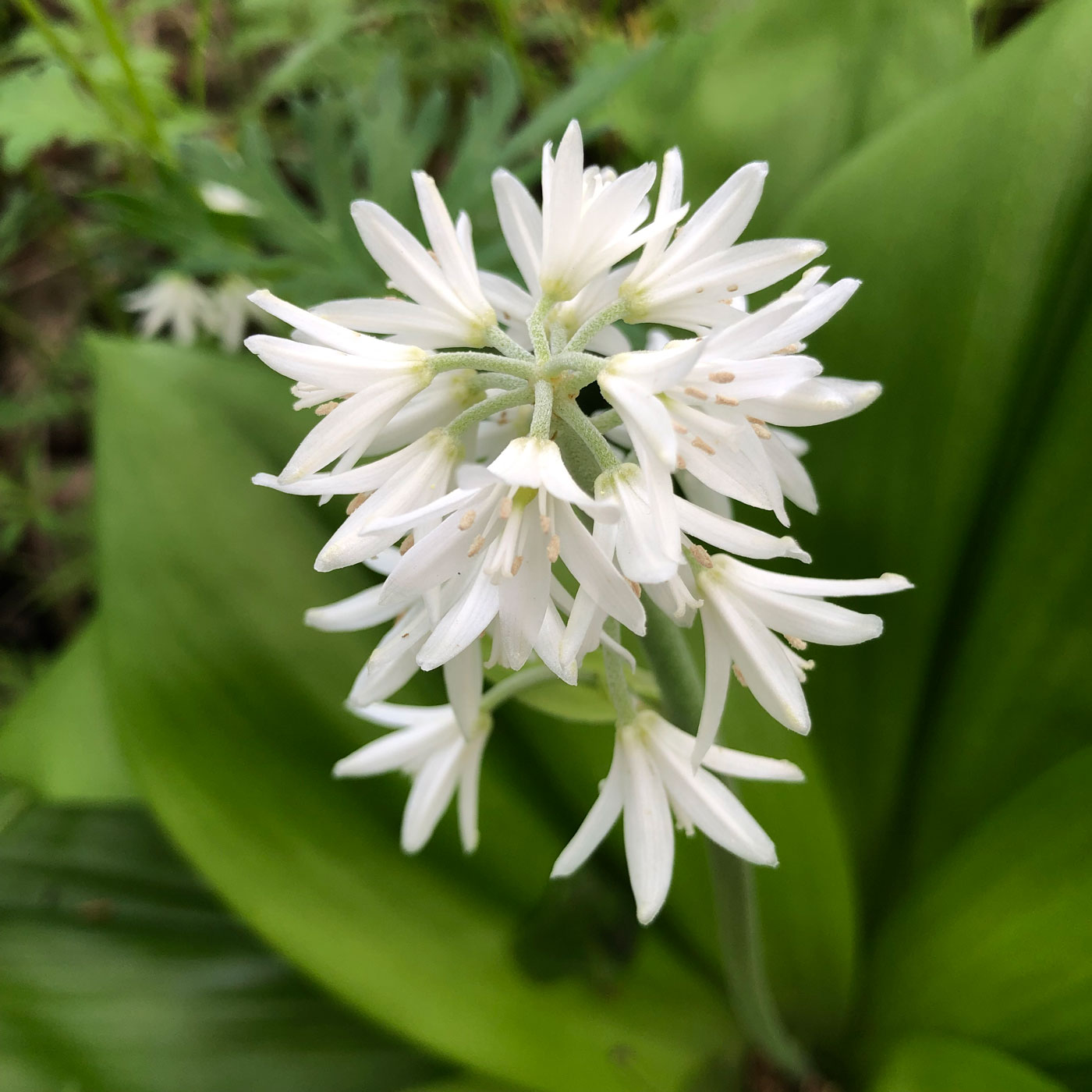 Image of Clintonia udensis specimen.