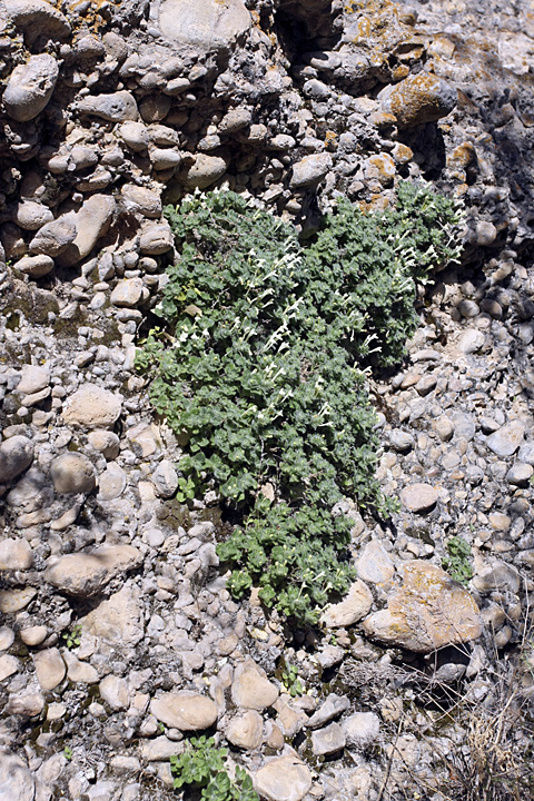 Image of Scutellaria immaculata specimen.
