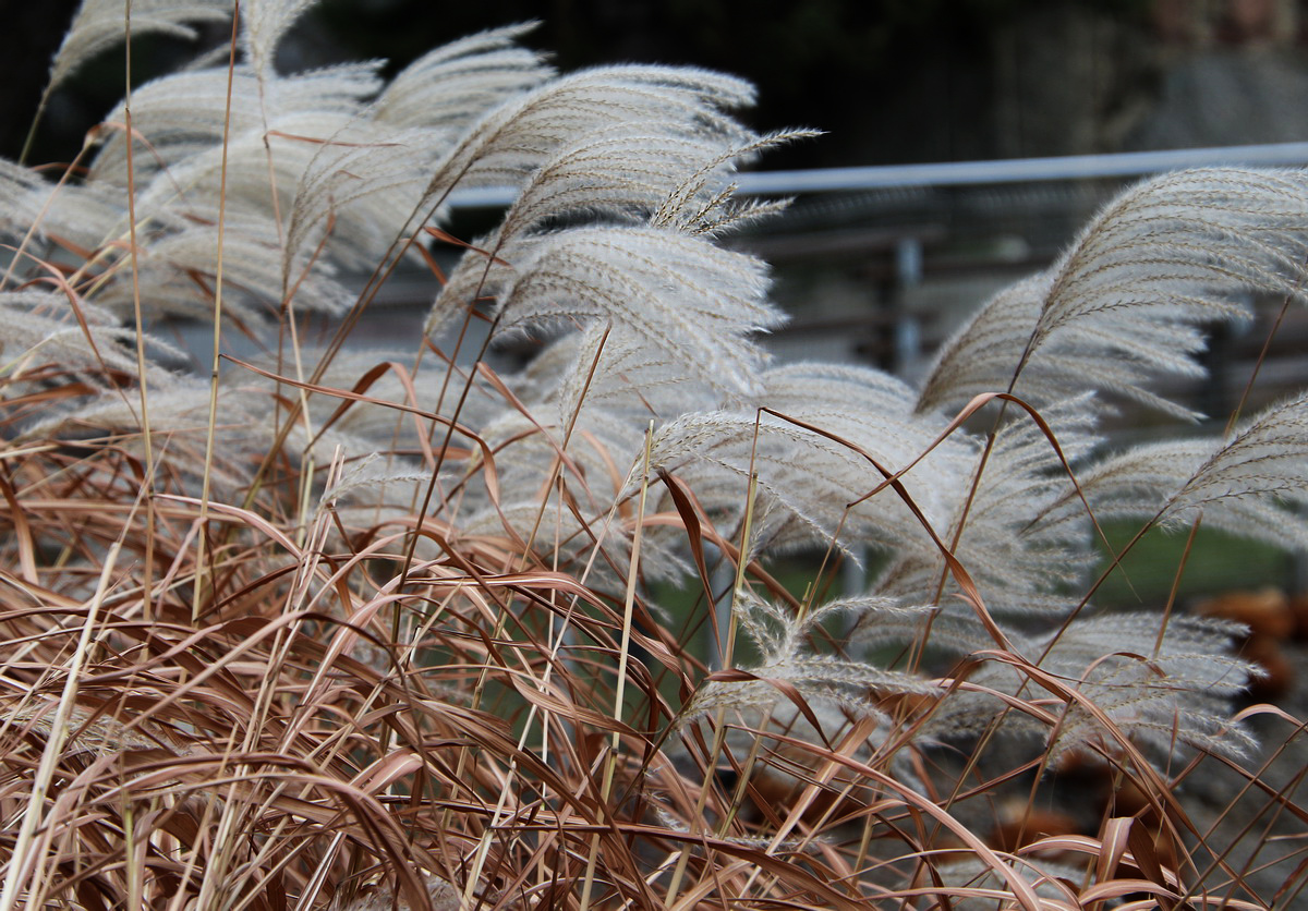 Image of genus Miscanthus specimen.