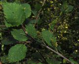 Betula fruticosa subspecies montana