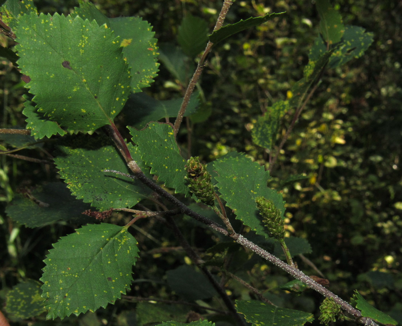 Изображение особи Betula fruticosa ssp. montana.