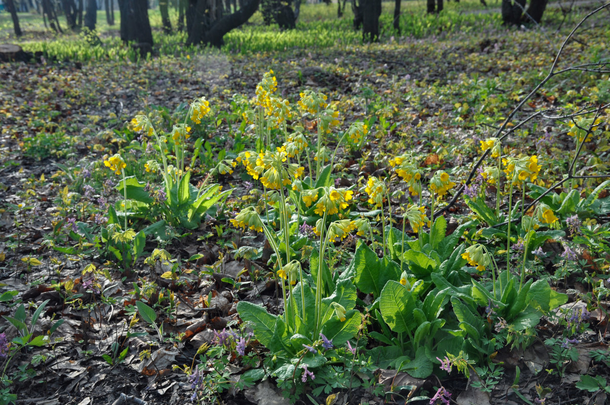 Image of Primula macrocalyx specimen.