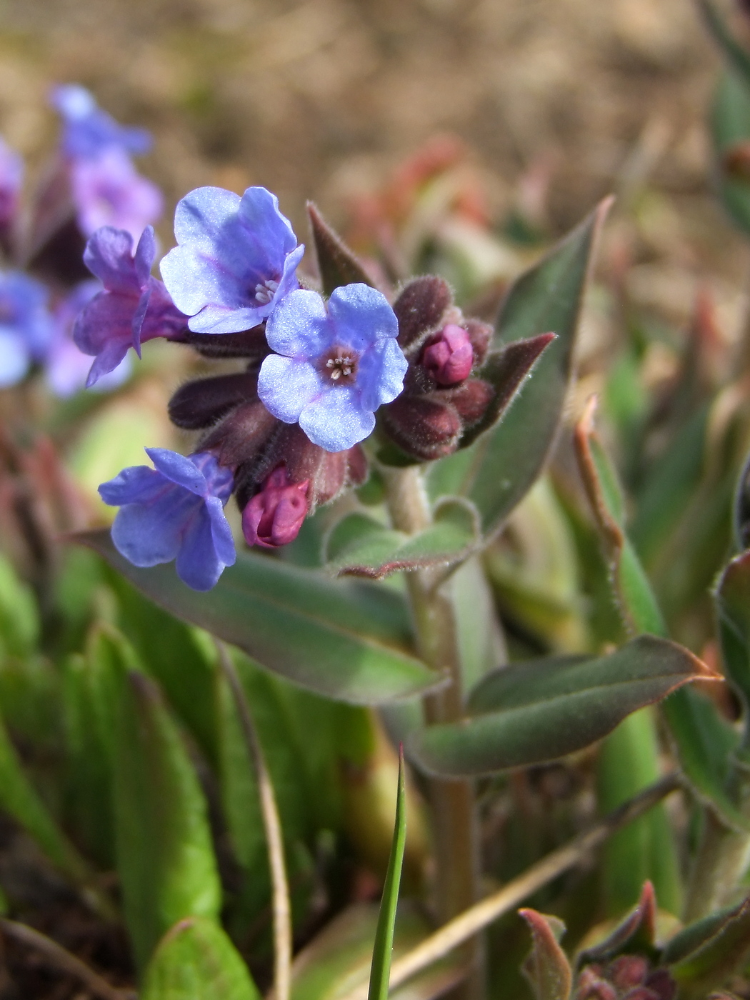 Image of Pulmonaria mollis specimen.